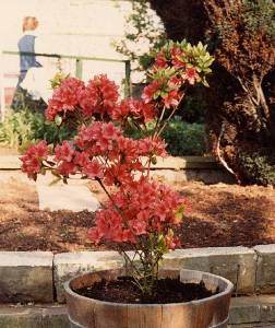 azaleas are not good plants to plant near an ac