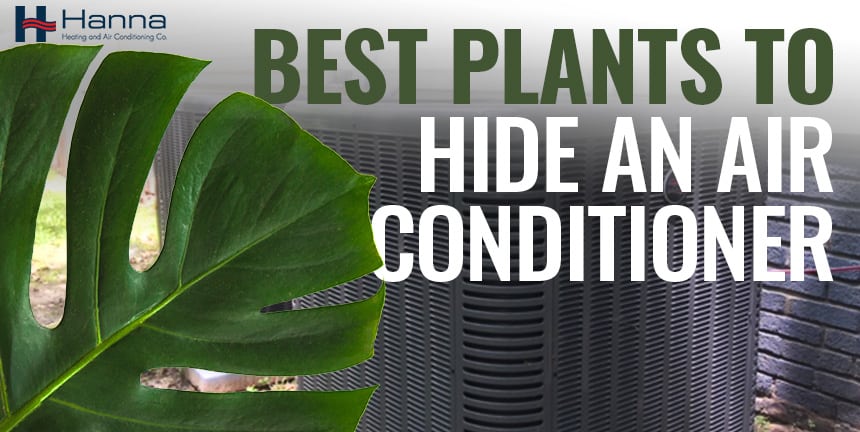 best plants to hide an air conditioner