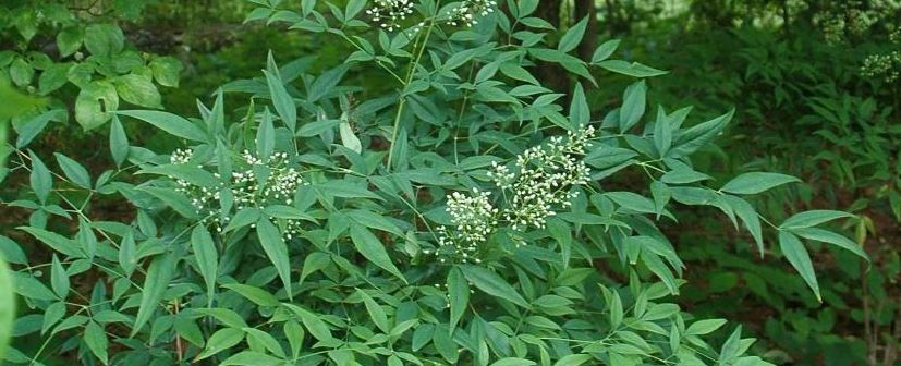 heavenly bamboo native plant to Kansas