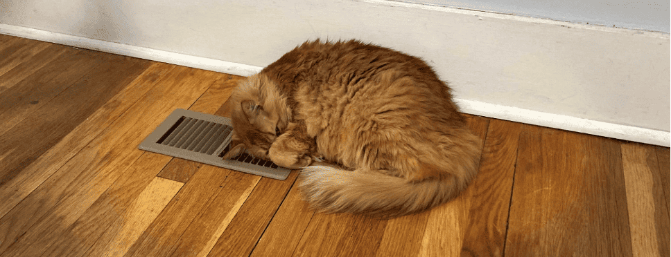 cat blocking heating vent