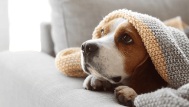 Are Your Pets Causing Furnace Problems?