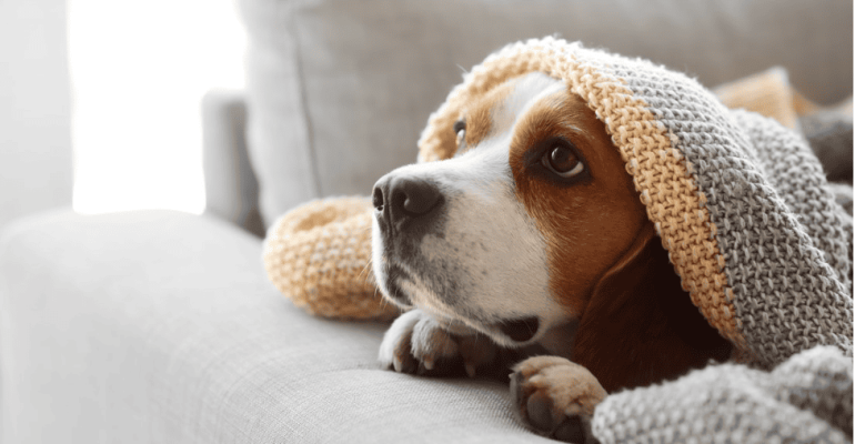 Are Your Pets Causing Furnace Problems?